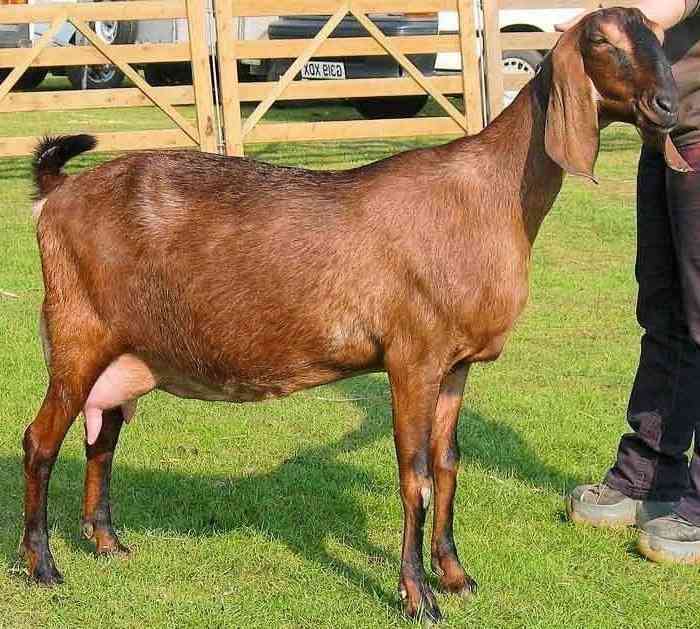 Qurban Domba Amanah 1446 H